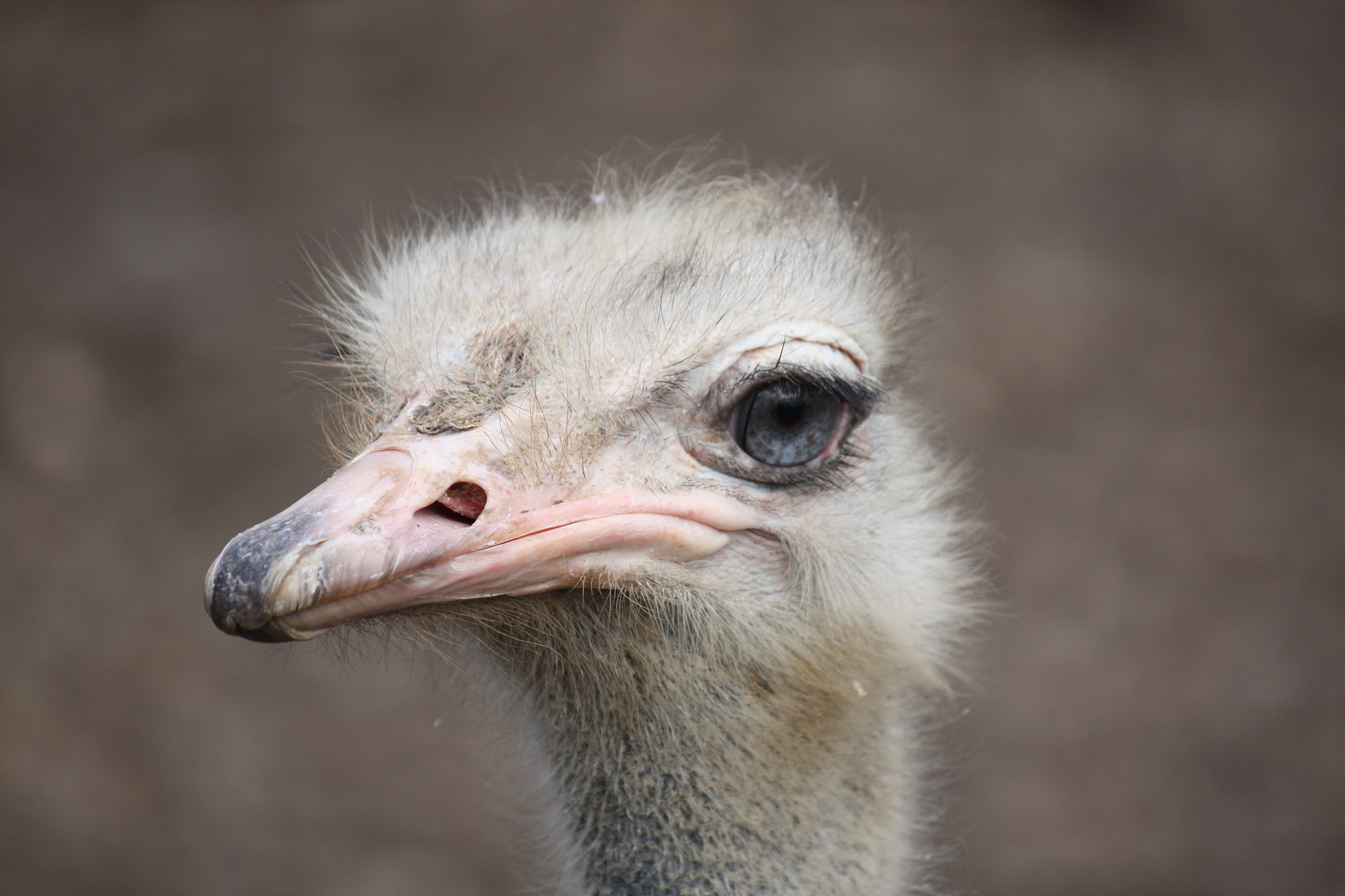 Ostrich2010_2